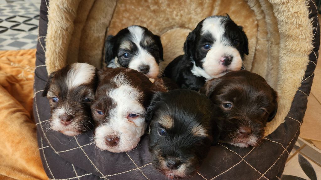 chiot Bichon Havanais au Paradis des Poilus