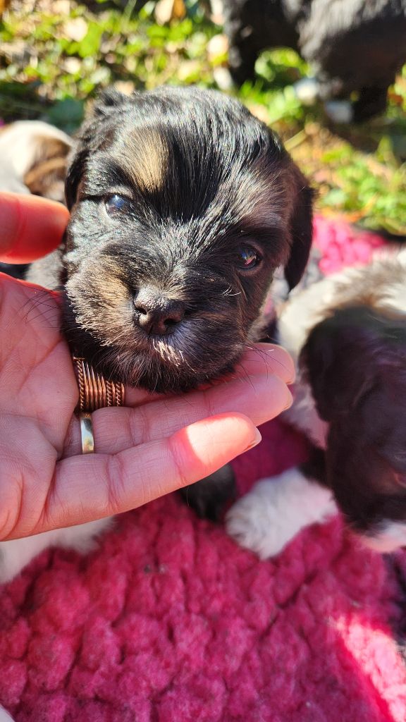 au Paradis des Poilus - Chiot disponible  - Bichon Havanais