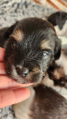 CHIOT collier jaune