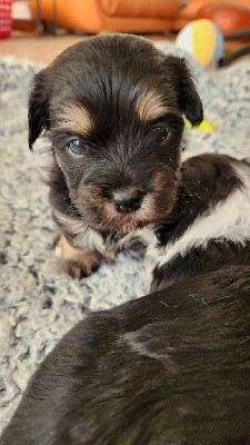 CHIOT collier jaune