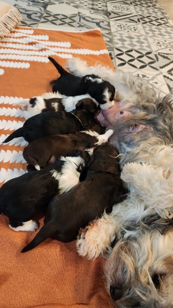 chiot Bichon Havanais au Paradis des Poilus