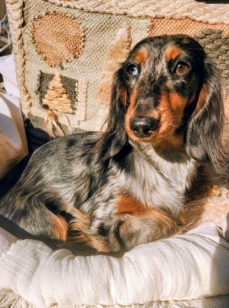 Venus Des Anges De L'apocalypse