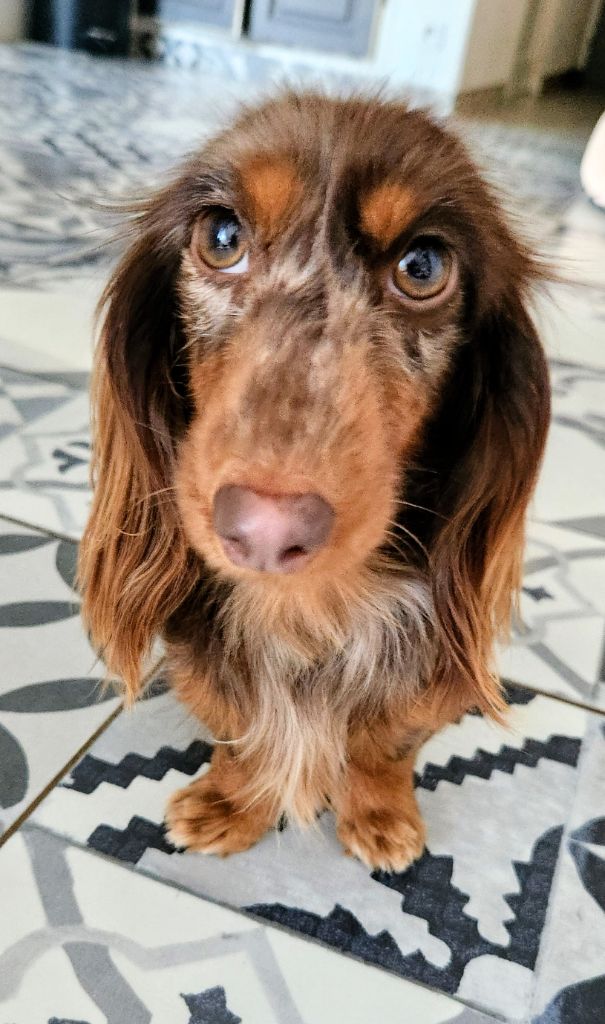 Very beautiful moshi des P'tits Cartoons