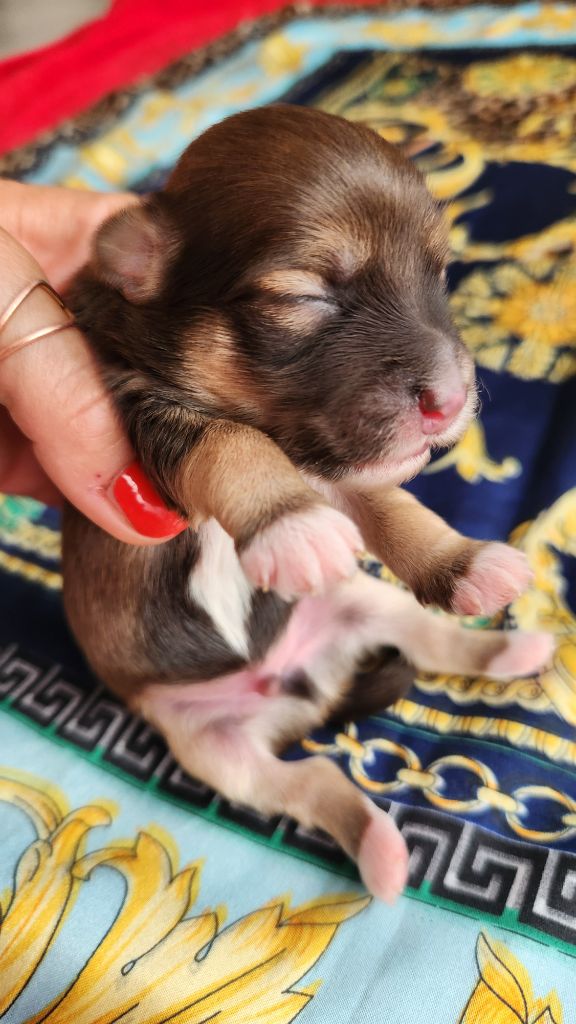 au Paradis des Poilus - Chiots disponibles - Bichon Havanais