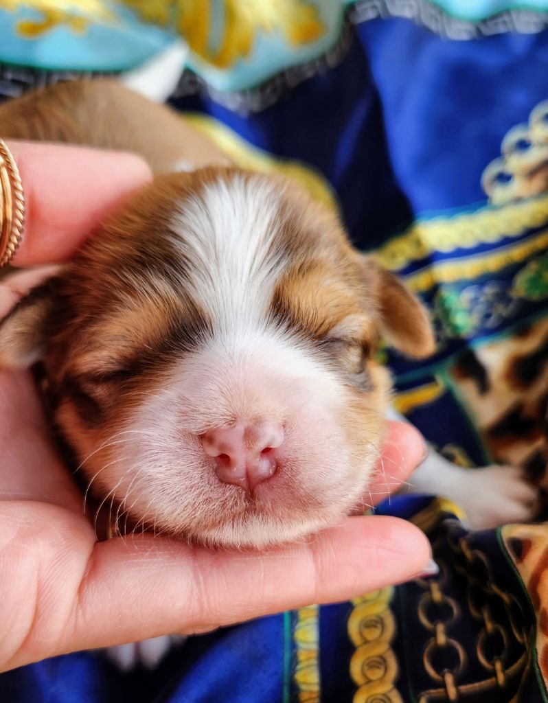 au Paradis des Poilus - Chiots disponibles - Bichon Havanais