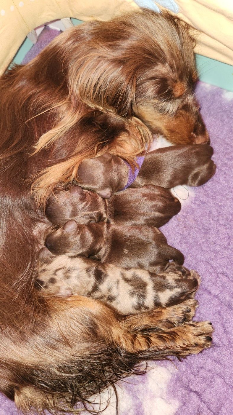 Chiot Teckel poil long au Paradis des Poilus