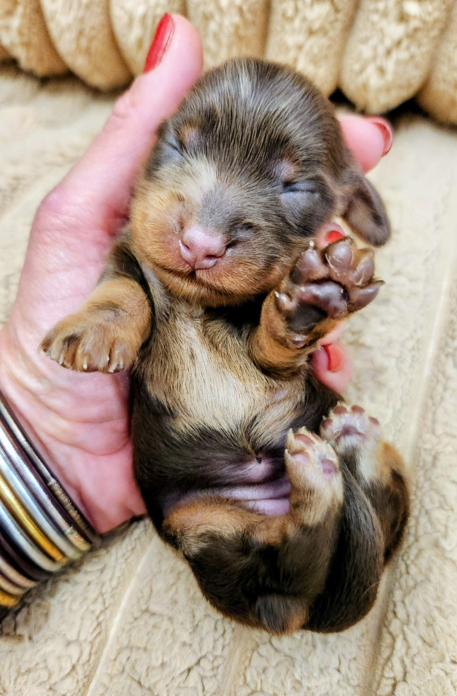 au Paradis des Poilus - Chiots disponibles - Teckel poil long