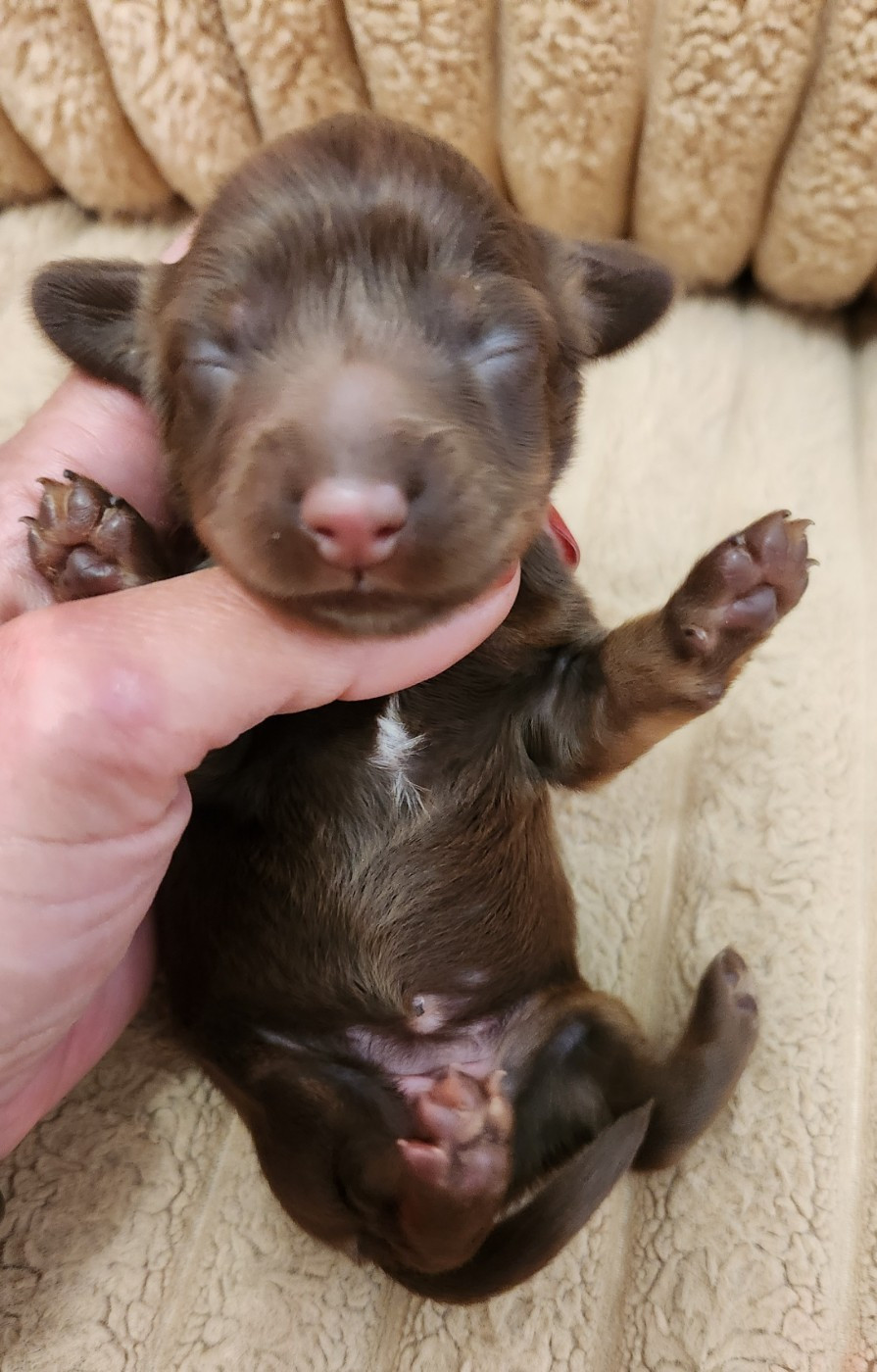 au Paradis des Poilus - Chiots disponibles - Teckel poil long