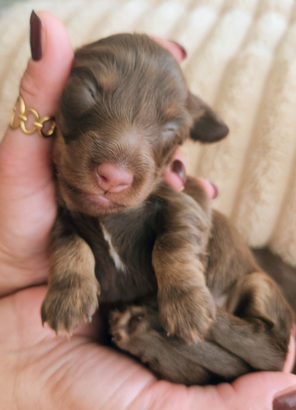 au Paradis des Poilus - Chiots disponibles - Teckel poil long