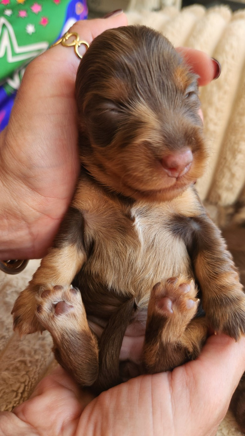 au Paradis des Poilus - Chiots disponibles - Teckel poil long