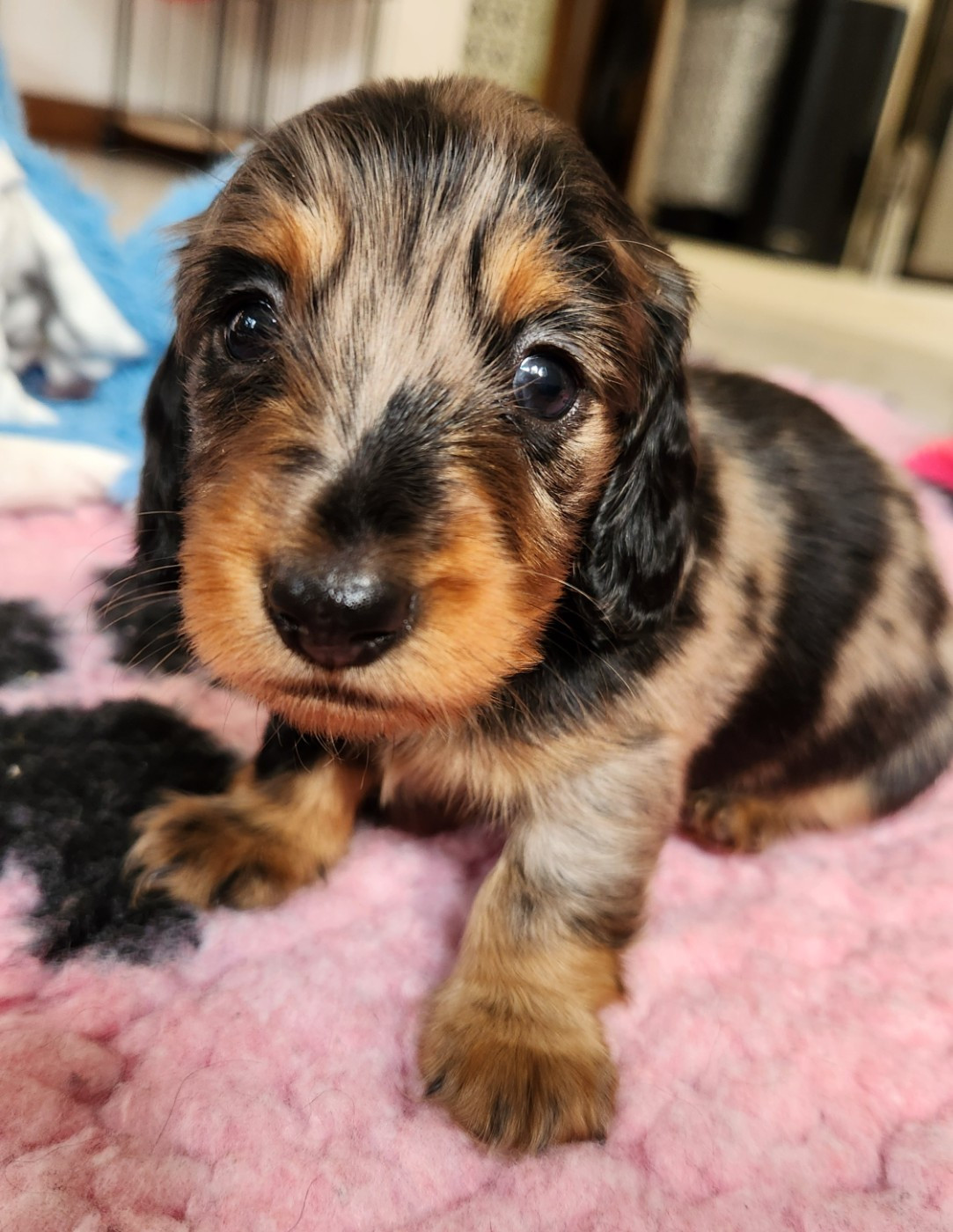 au Paradis des Poilus - Chiots disponibles - Teckel poil long