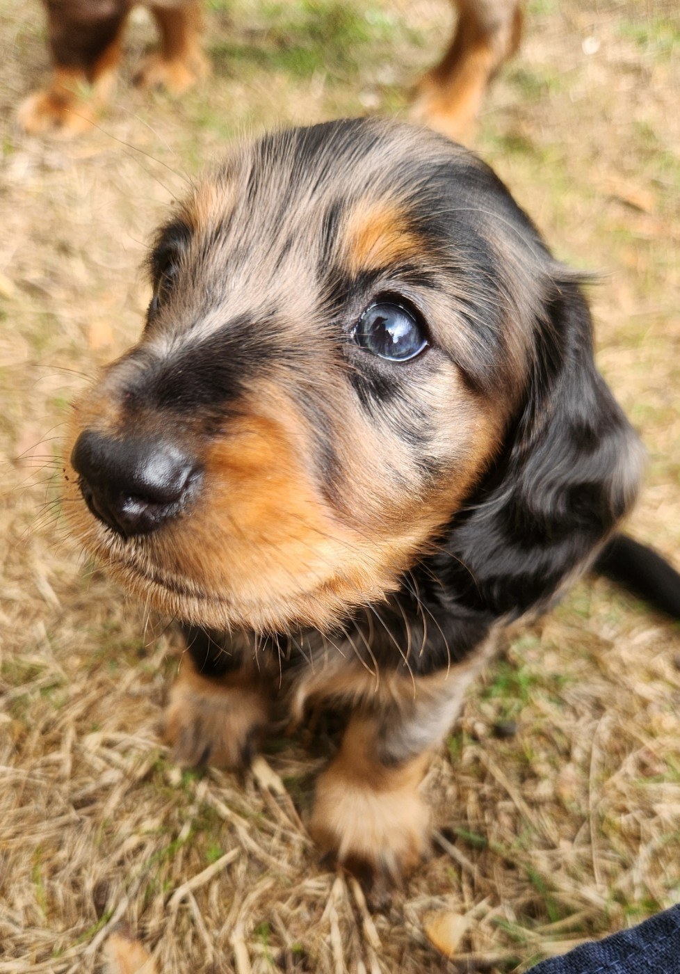 au Paradis des Poilus - Chiots disponibles - Teckel poil long