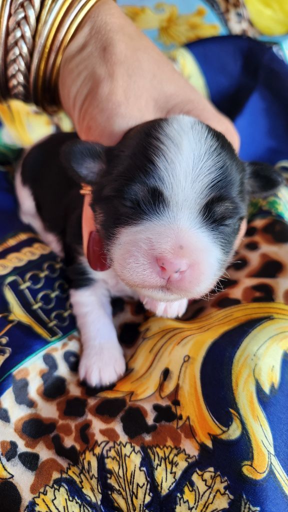 au Paradis des Poilus - Chiots disponibles - Bichon Havanais