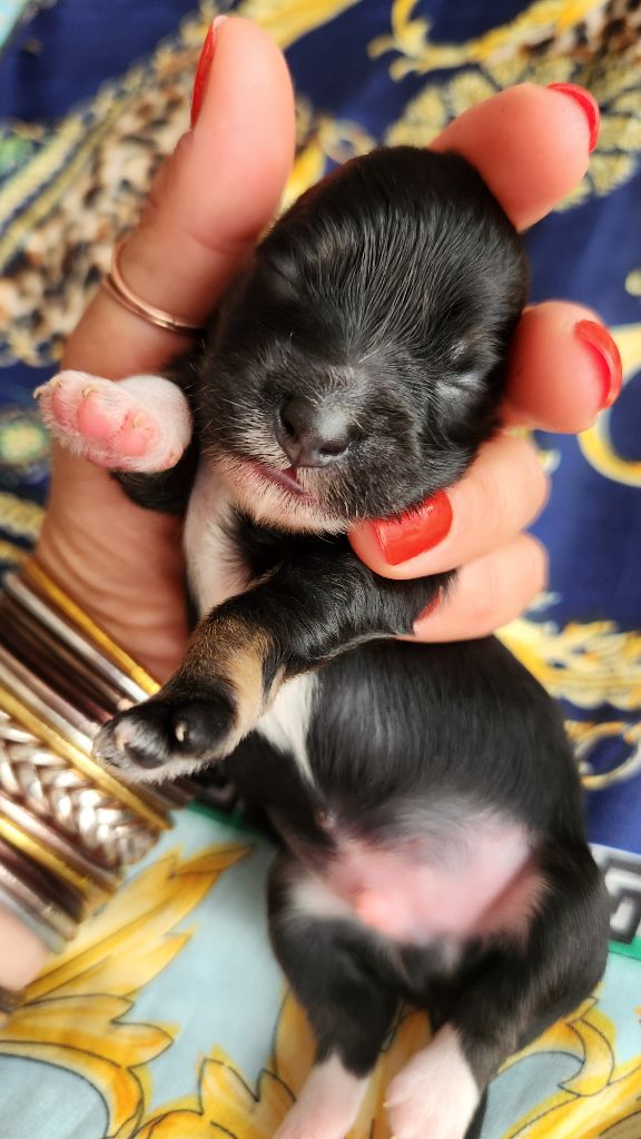 au Paradis des Poilus - Chiots disponibles - Bichon Havanais