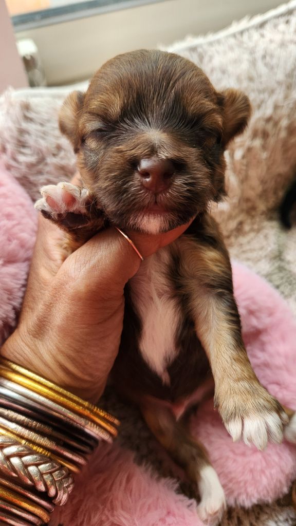 au Paradis des Poilus - Chiots disponibles - Bichon Havanais
