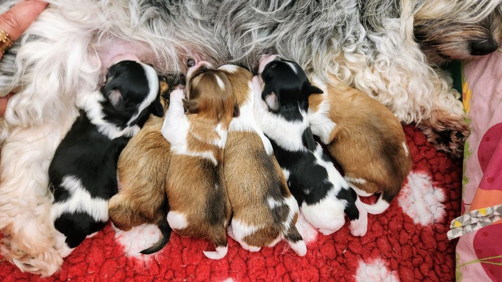 Chiot Bichon Havanais au Paradis des Poilus
