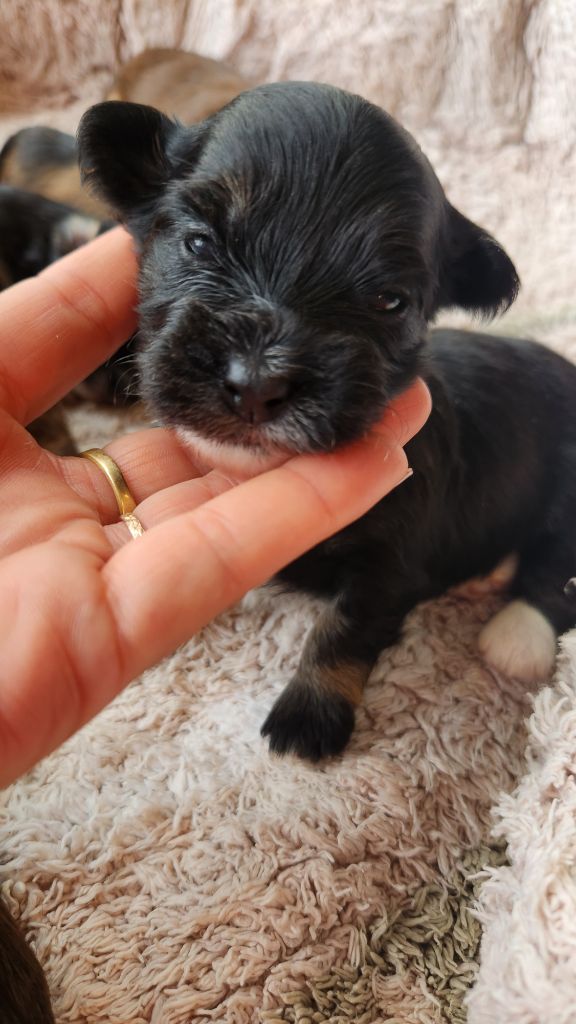 au Paradis des Poilus - Chiots disponibles - Bichon Havanais