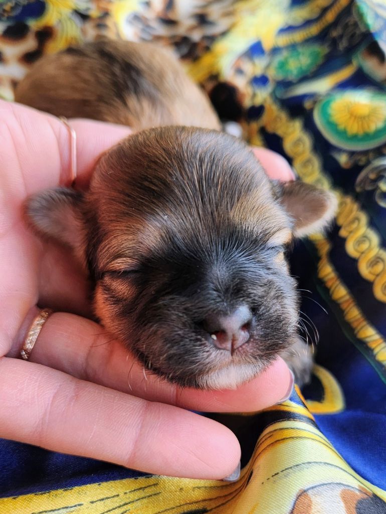 au Paradis des Poilus - Chiots disponibles - Bichon Havanais