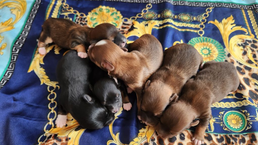 Chiot Bichon Havanais au Paradis des Poilus