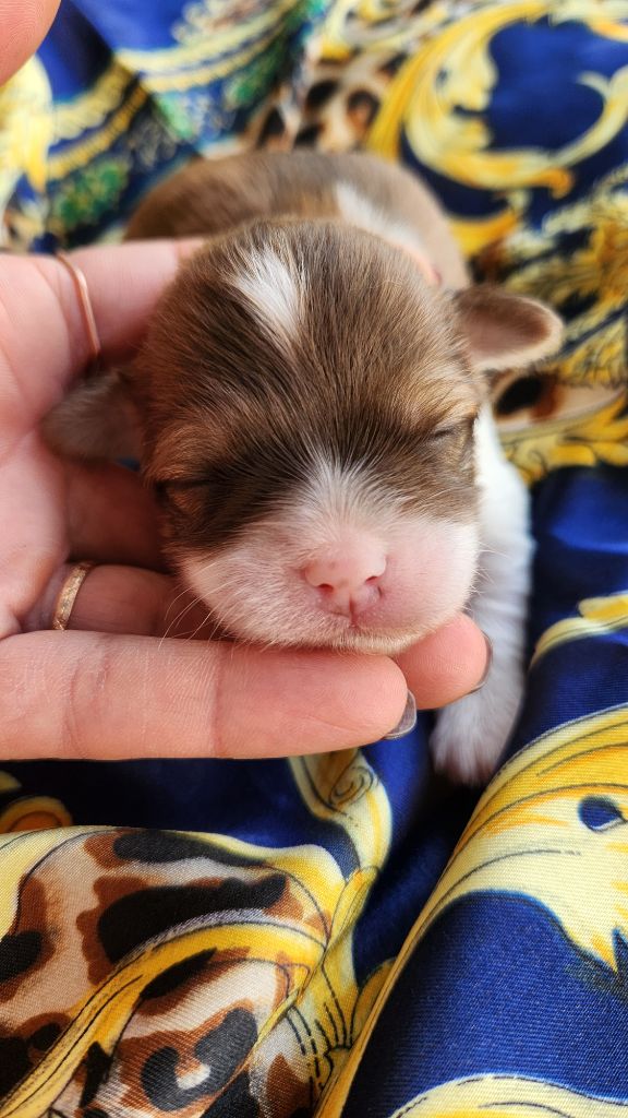 au Paradis des Poilus - Chiots disponibles - Bichon Havanais