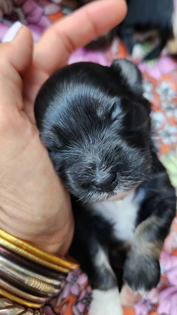 au Paradis des Poilus - Chiots disponibles - Bichon Havanais
