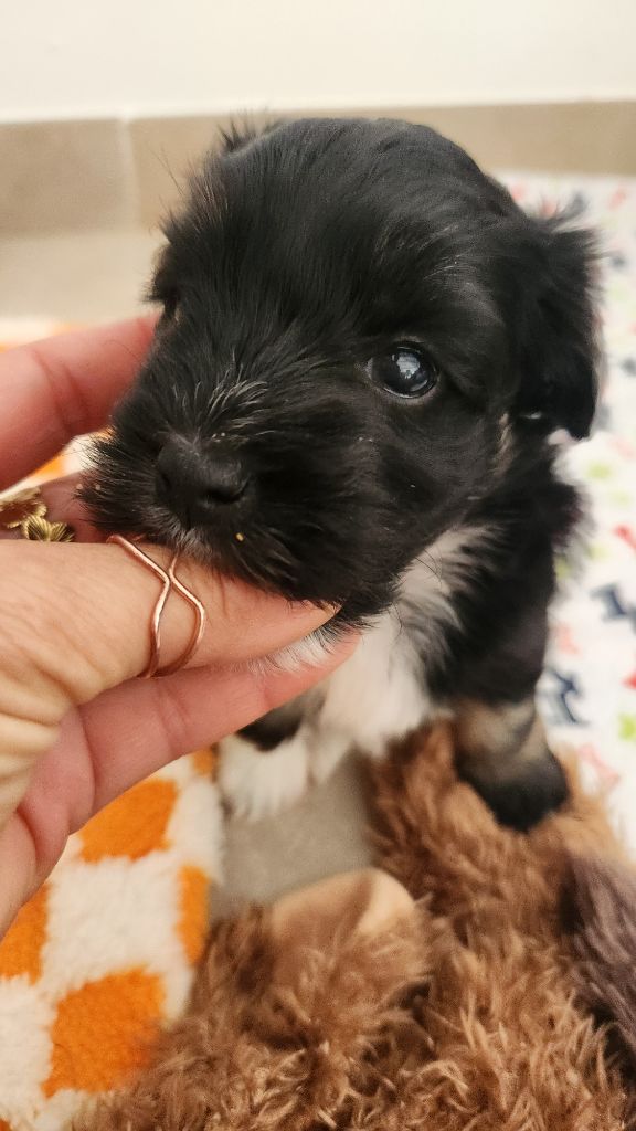 au Paradis des Poilus - Chiots disponibles - Bichon Havanais