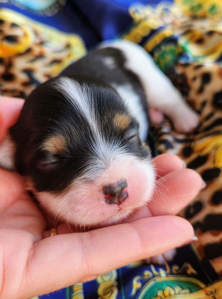 au Paradis des Poilus - Chiots disponibles - Bichon Havanais